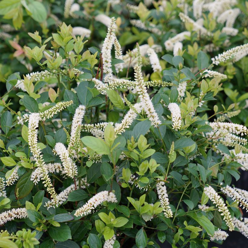 Itea virginica Scentlandia (Flowering)