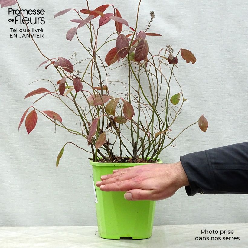 Itea virginica Scentlandia 4L/5L pot sample as delivered in winter