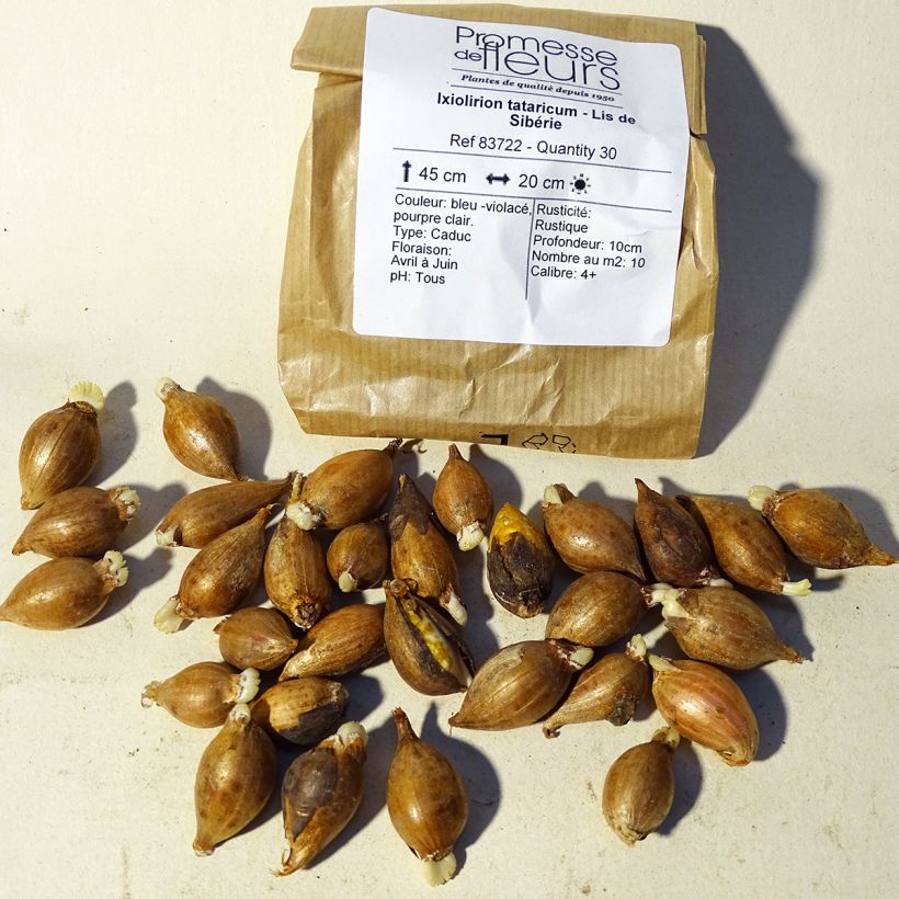 Example of Ixiolirion tataricum  Bulb size 4+ specimen as delivered