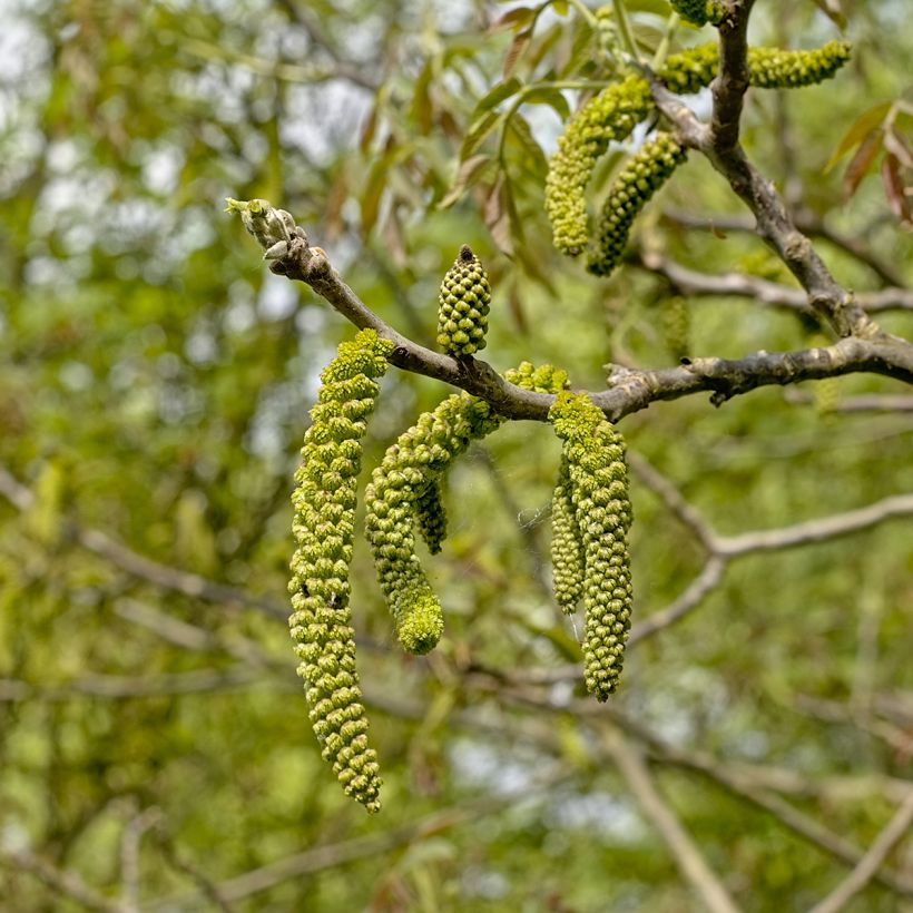 Black Walnut - Juglans nigra (Flowering)