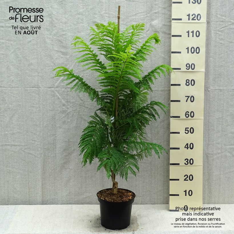 Jacaranda mimosifolia 4L/5L pot sample as delivered in summer