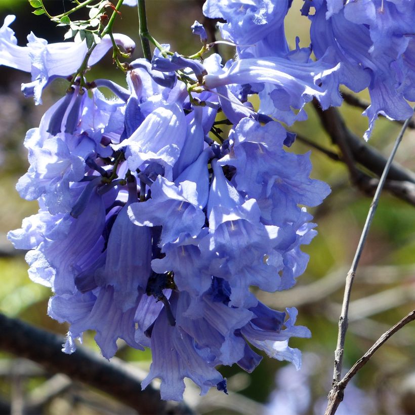 Jacaranda mimosifolia (Flowering)