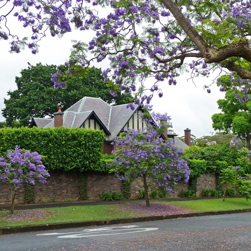 Jacaranda mimosifolia (Plant habit)