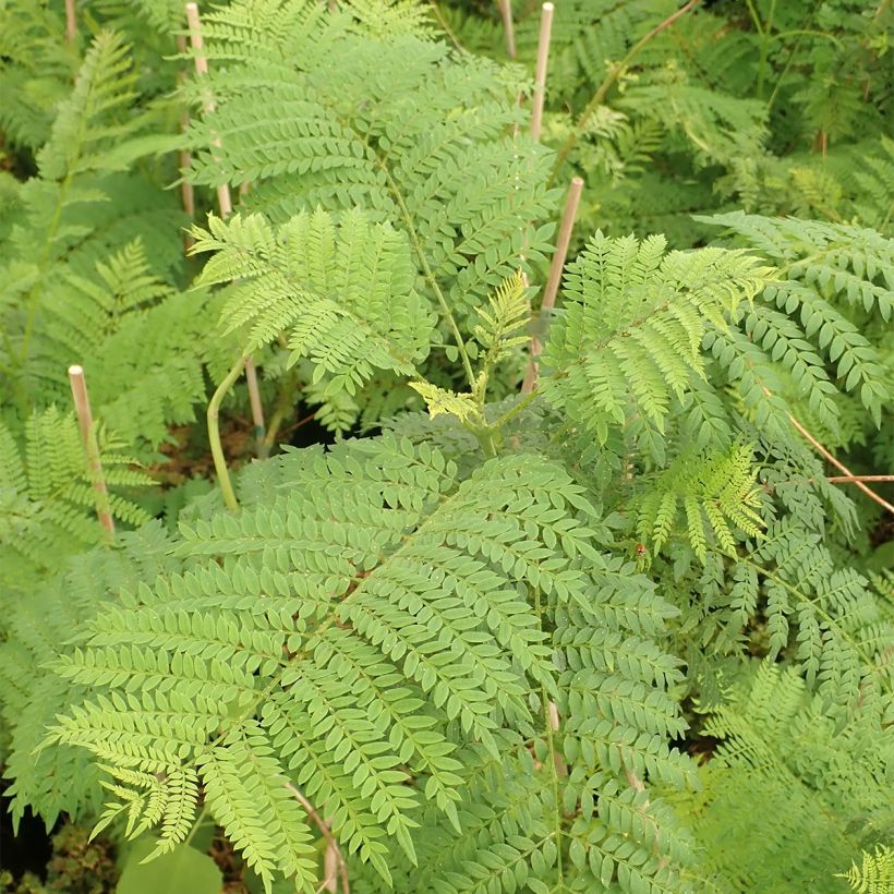 Jacaranda mimosifolia (Foliage)