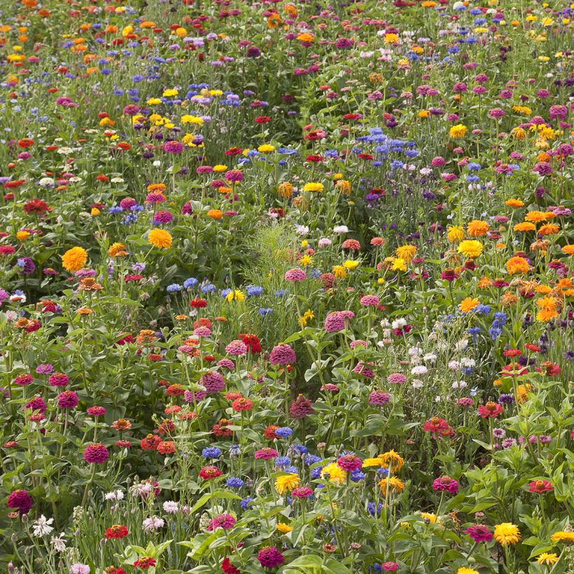 Mix of Flower Seeds Belle France (Plant habit)