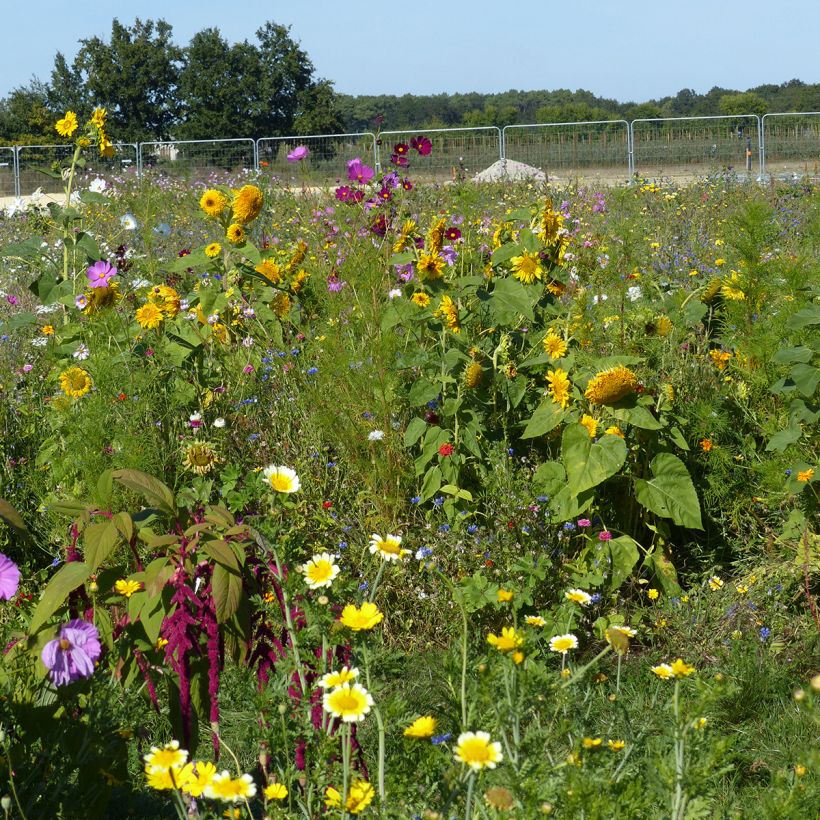Mix of Flowers for Bees and Pollinators (Plant habit)