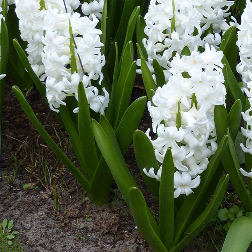 Hyacinthus x orientalis Aiolos (Plant habit)