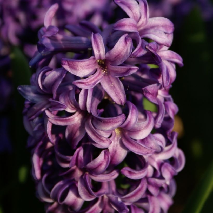 Hyacinthus x orientalis Atlantic (Flowering)