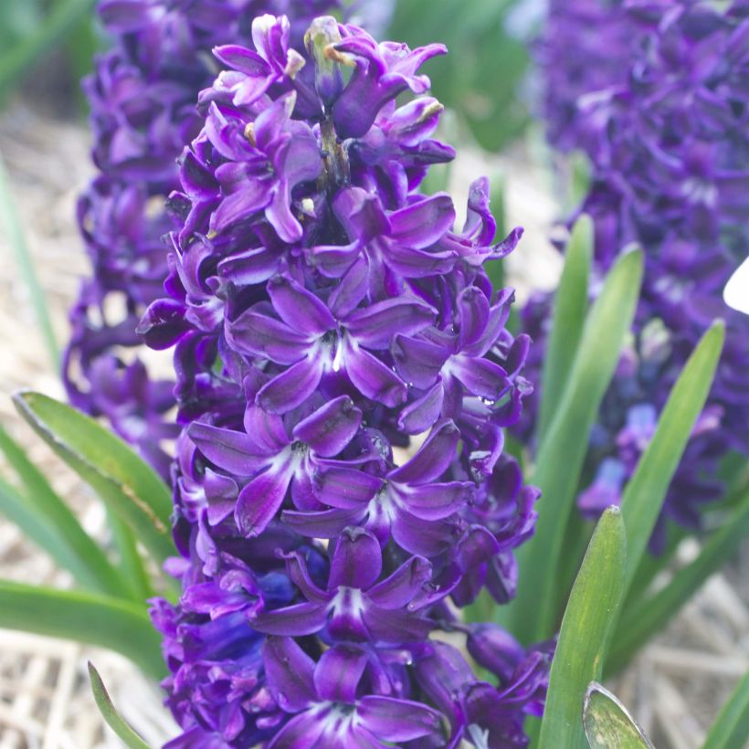 Hyacinthus Blue Magic - Garden Hyacinth (Flowering)