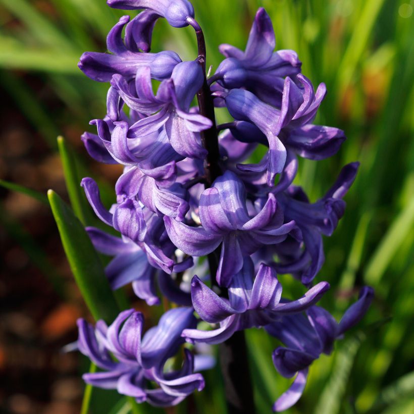 Hyacinthus x orientalis Blue pearl (Flowering)