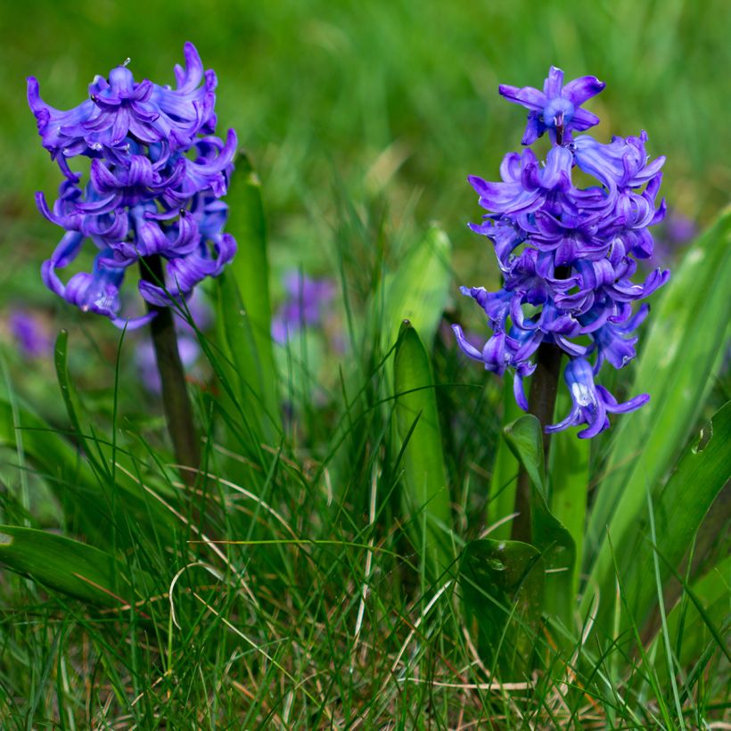 Hyacinthus x orientalis Blue pearl (Plant habit)