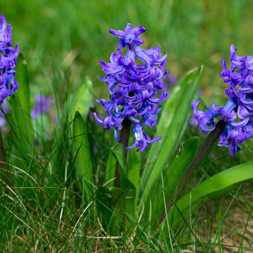 Hyacinthus Blue Pearl - Garden Hyacinth (Plant habit)