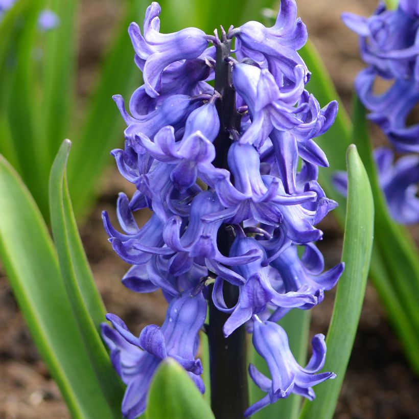 Hyacinthus Blue star - Garden Hyacinth (Flowering)
