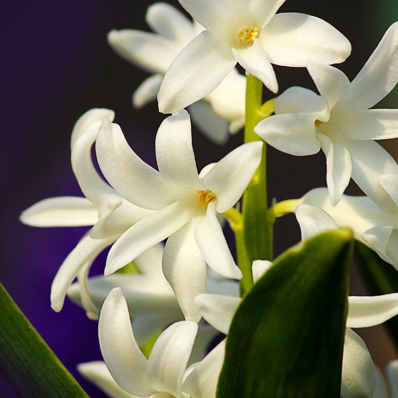 Hyacinthus x orientalis Carnegie (Flowering)