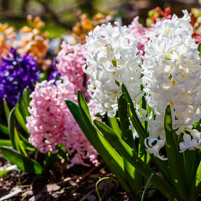 Hyacinthus x orientalis Carnegie (Plant habit)