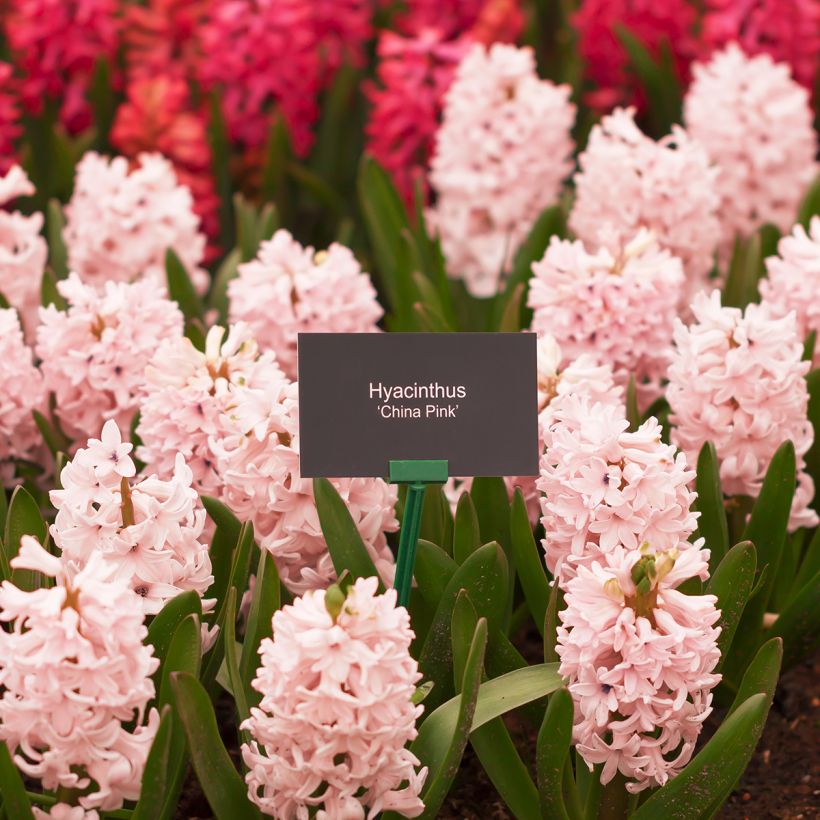 Hyacinthus x orientalis China Pink (Plant habit)