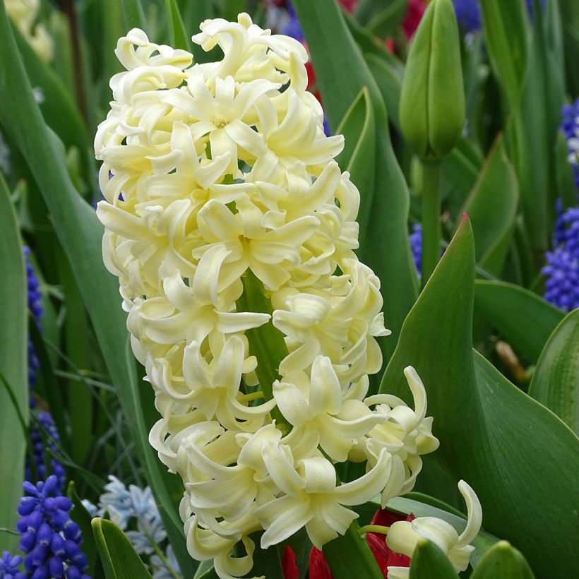 Hyacinthus City of Haarlem - Garden Hyacinth (Flowering)