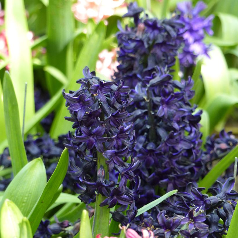 Hyacinthus x orientalis Dark Dimension (Flowering)