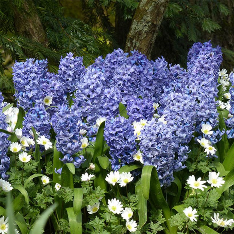 Hyacinthus Delft Blue - Garden Hyacinth (Flowering)