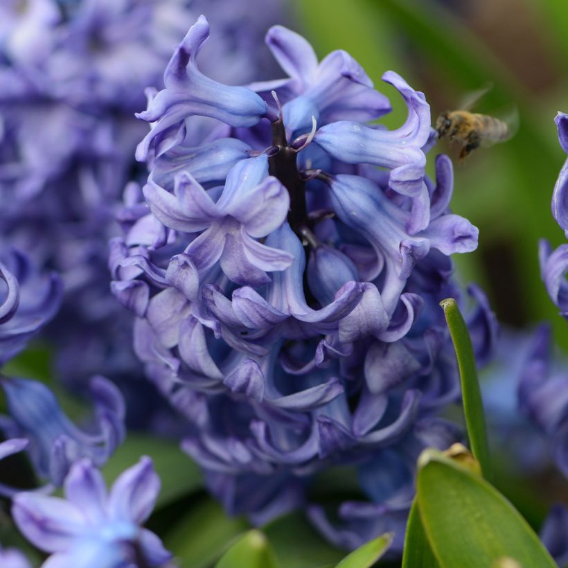 Hyacinthus x orientalis Delft Blue (Flowering)
