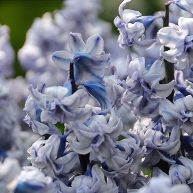 Hyacinthus x orientalis General Kohler (Flowering)