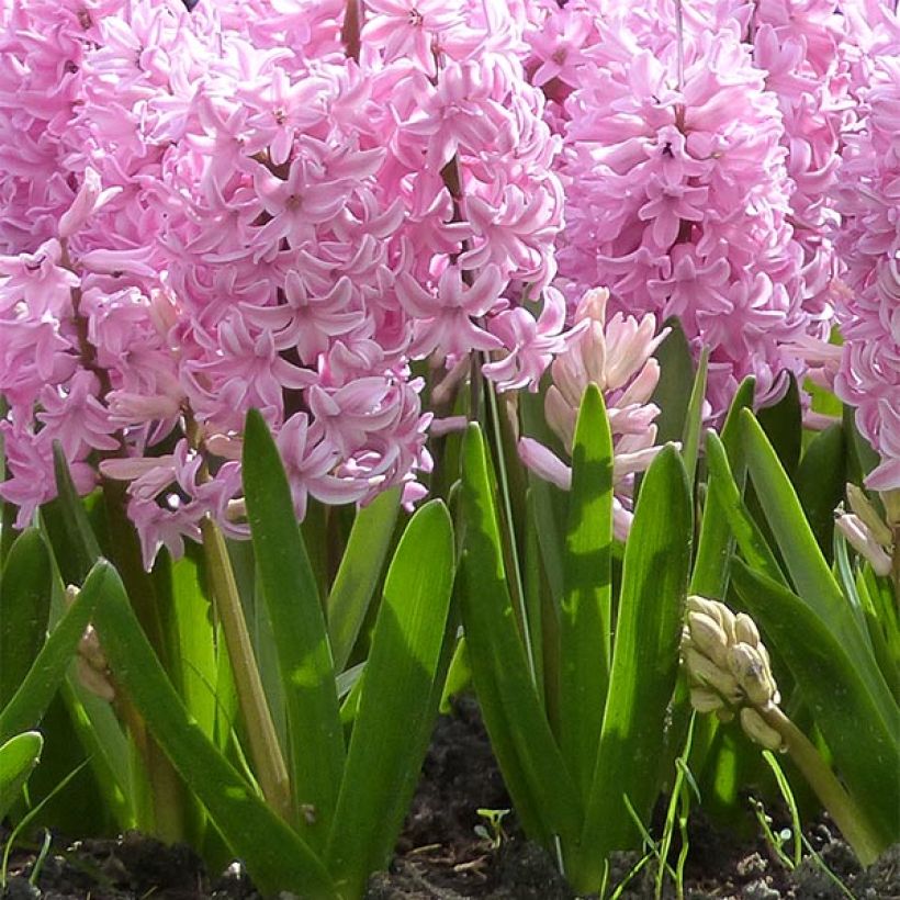 Hyacinthus Fondant Prepared (Plant habit)