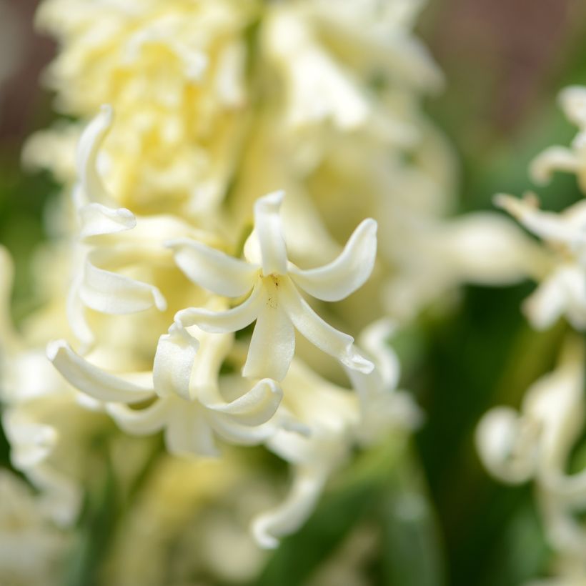 Hyacinthus x orientalis Gipsy Princess (Flowering)