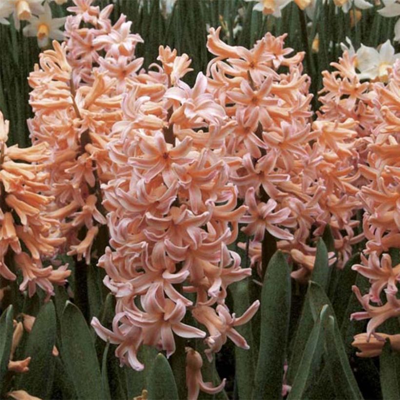 Hyacinthus Gipsy Queen - Garden Hyacinth (Flowering)