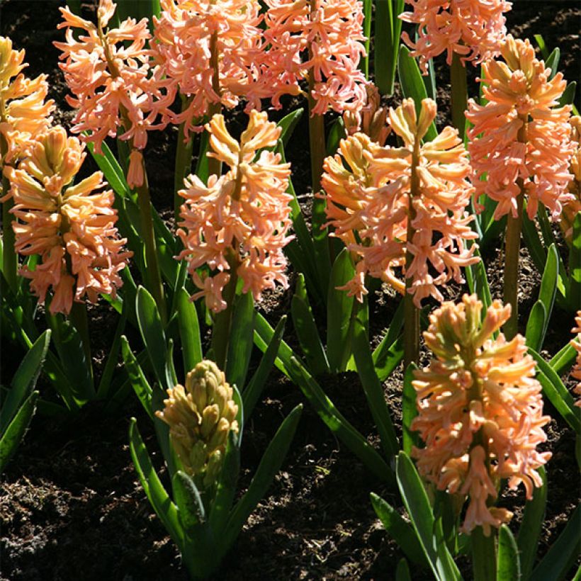 Hyacinthus Gipsy Queen - Garden Hyacinth (Plant habit)