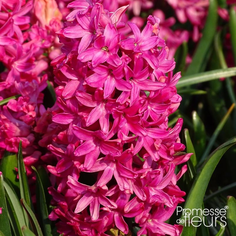 Hyacinthus x orientalis Jan Bos (Flowering)