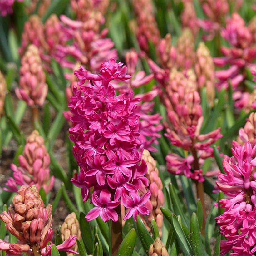 Hyacinthus Jan Bos -Prepared for forcing (Flowering)