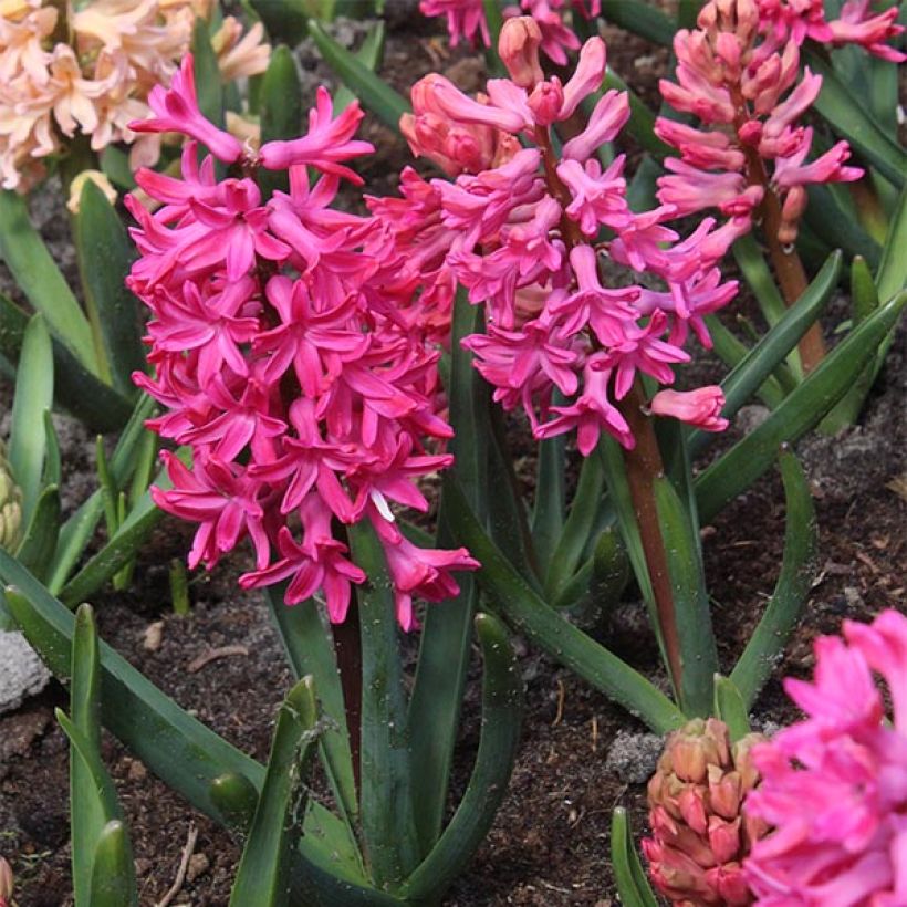 Hyacinthus Jan Bos -Prepared for forcing (Plant habit)