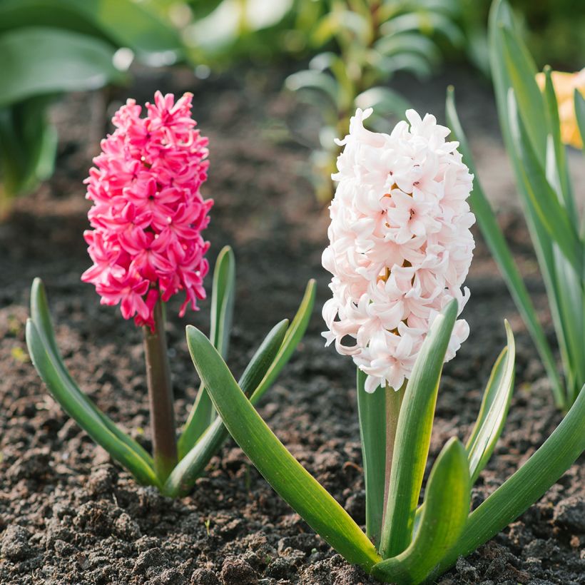 Hyacinthus x orientalis Jan Bos (Plant habit)