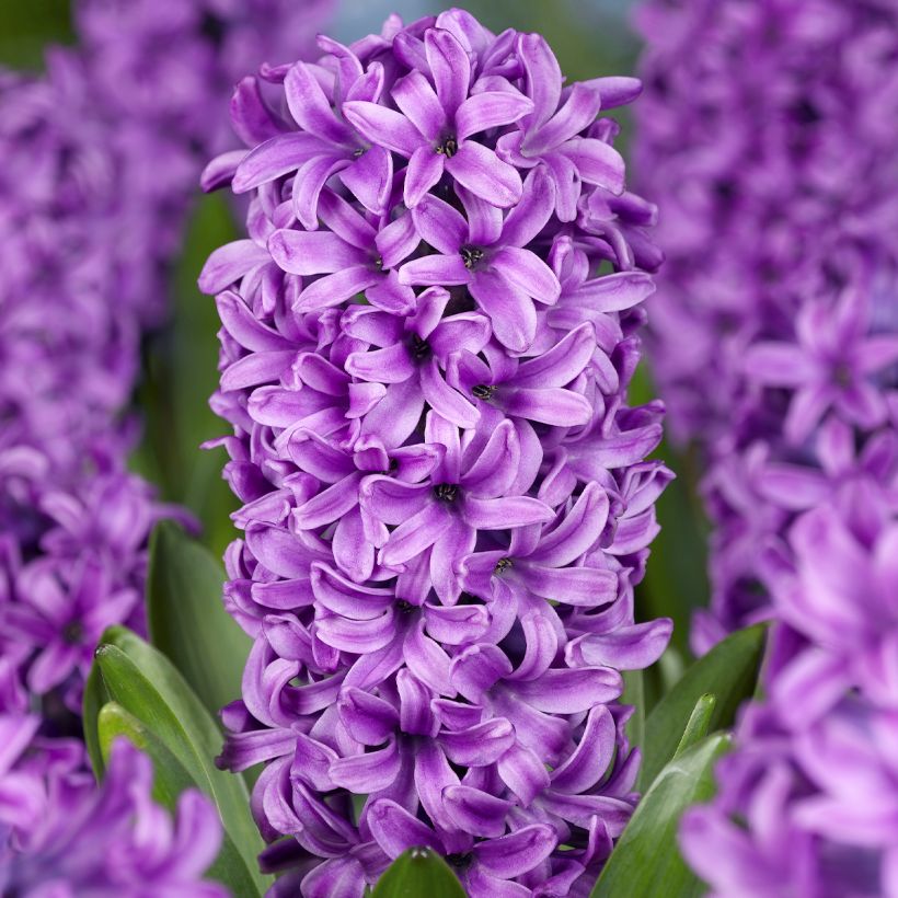 Hyacinthus Miss Saigon - Garden Hyacinth (Flowering)