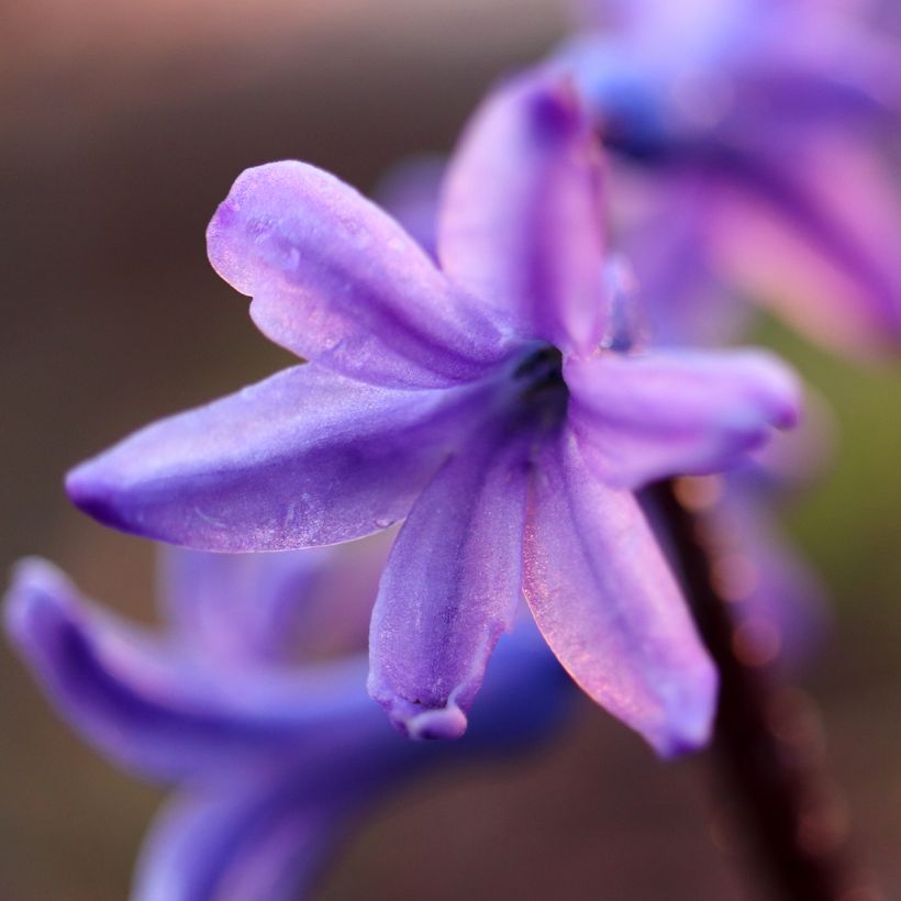 Hyacinthus x orientalis Sky Jacket (Flowering)