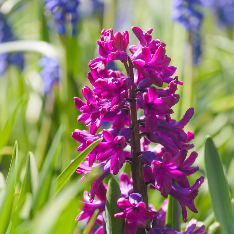 Hyacinthus x orientalis Woodstock (Flowering)