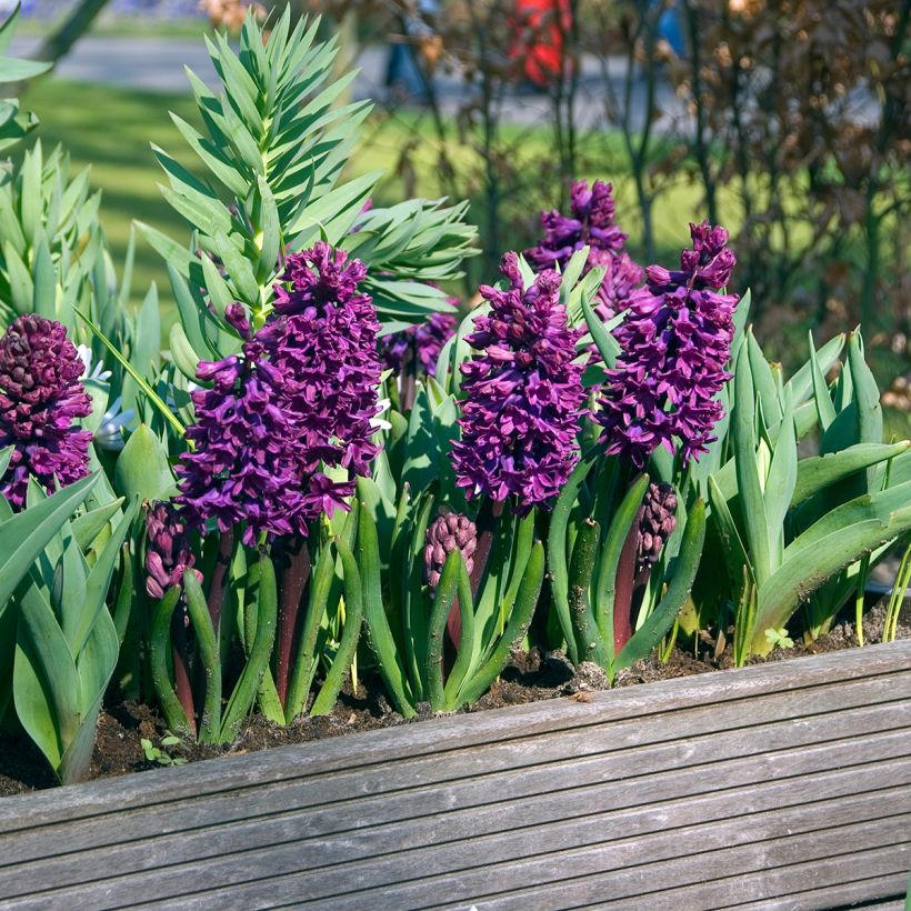 Hyacinthus x orientalis Woodstock (Plant habit)