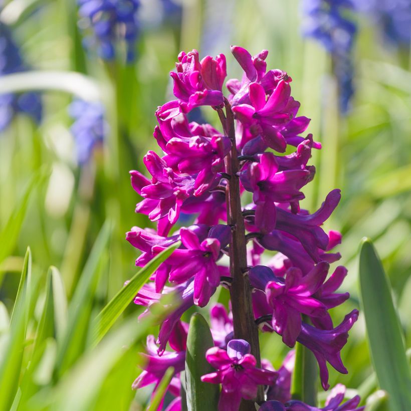 Hyacinthus Woodstock - Garden Hyacinth (Flowering)