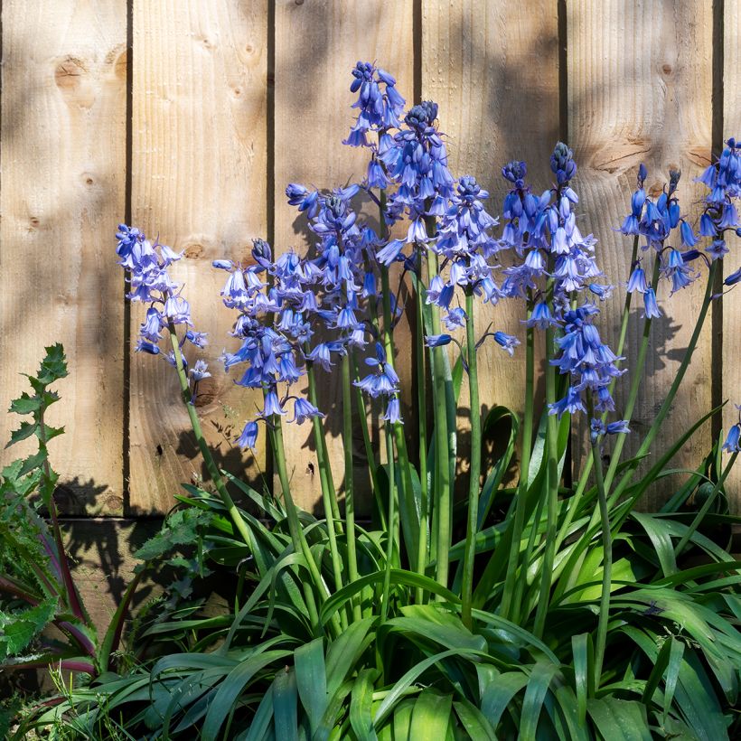 Hyacinthoides hispanica  (Plant habit)