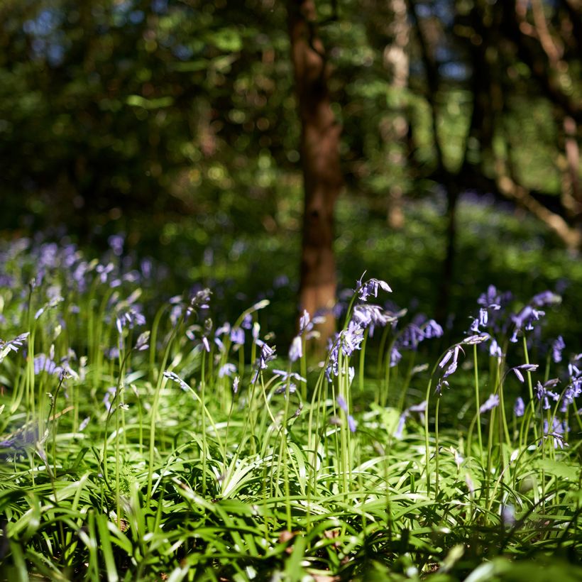 Hyacinthoides non-scripta  (Plant habit)