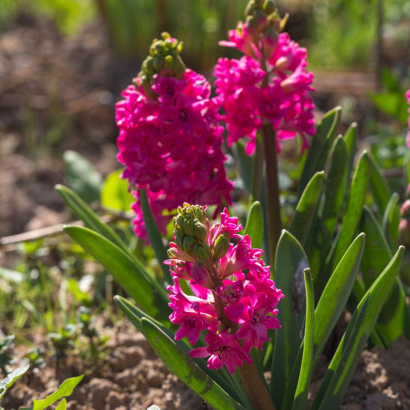 Hyacinthus x orientalis Red Diamond (Plant habit)