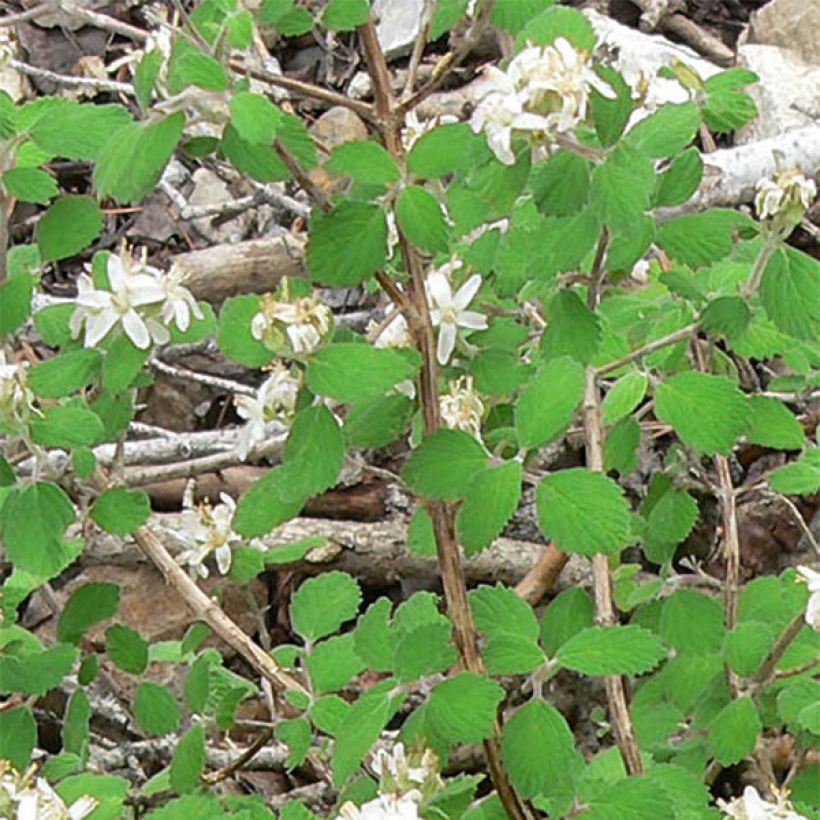 Jamesia americana (Foliage)