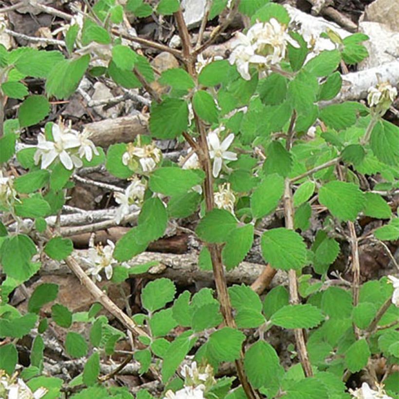 Jamesia americana  (Foliage)