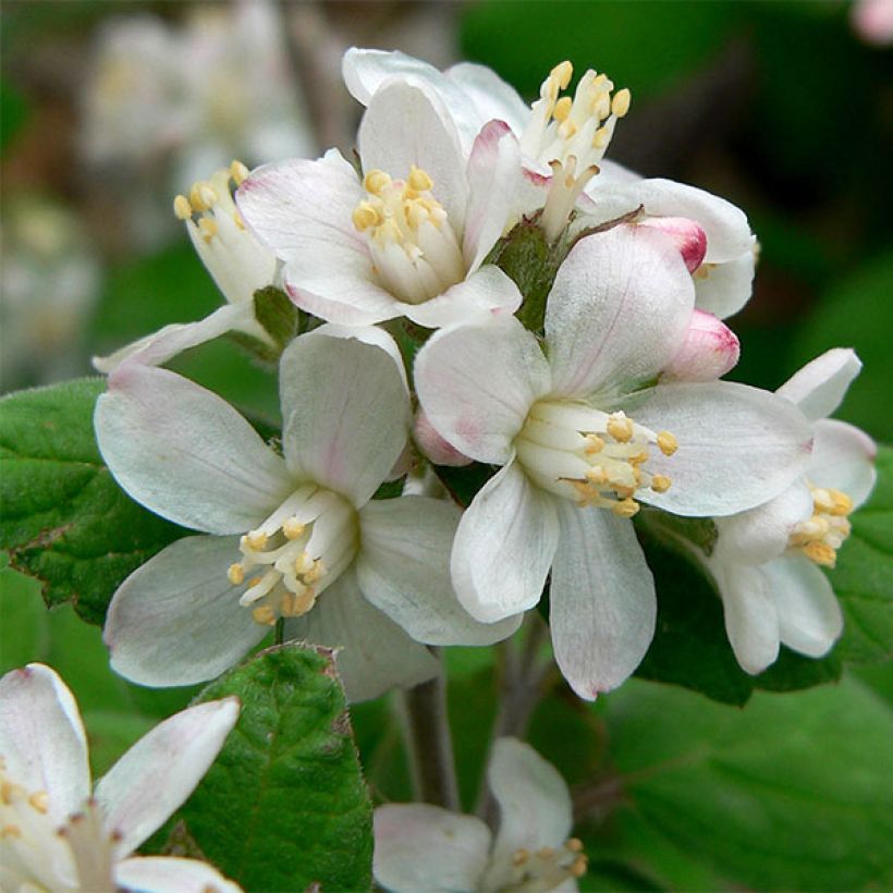 Jamesia americana  (Flowering)