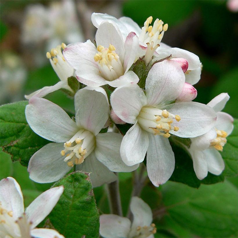 Jamesia americana (Flowering)