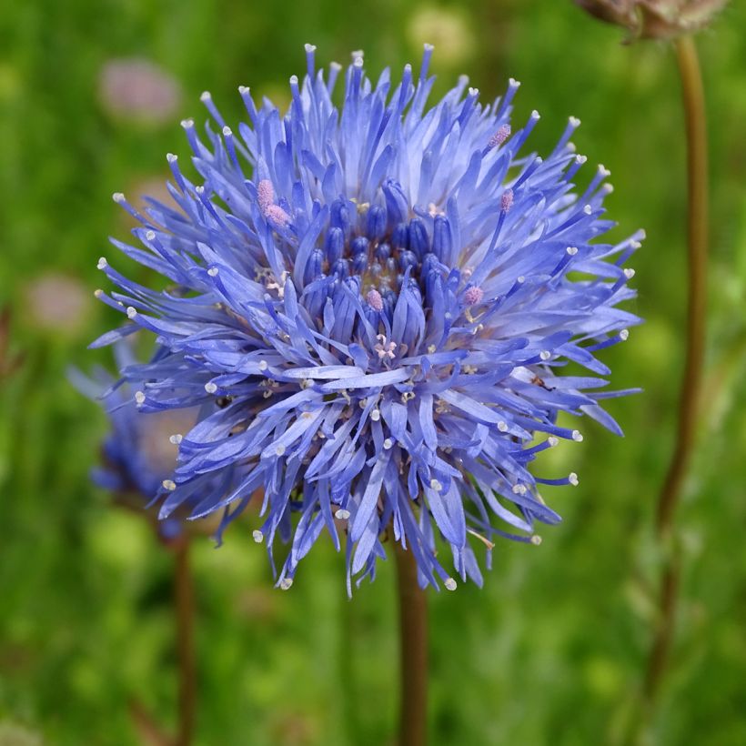 Jasione laevis Blaulicht (Flowering)