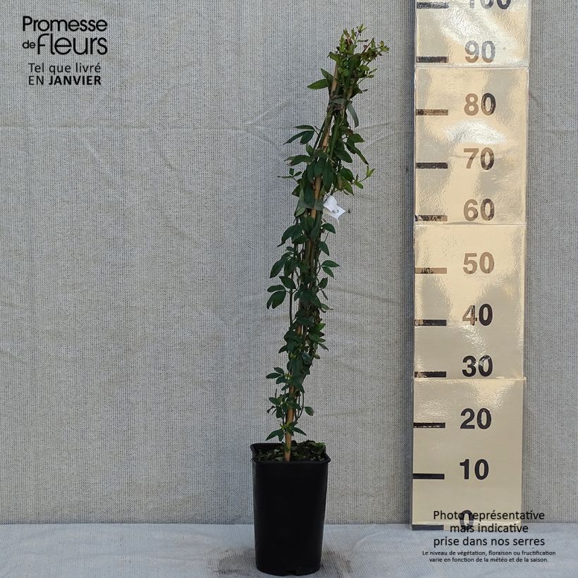 Jasminum humile Revolutum - Italian Jasmine 3L/4L pot sample as delivered in winter
