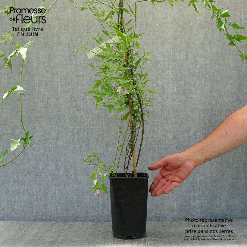Jasminum x stephanense 2L/3L pot sample as delivered in summer
