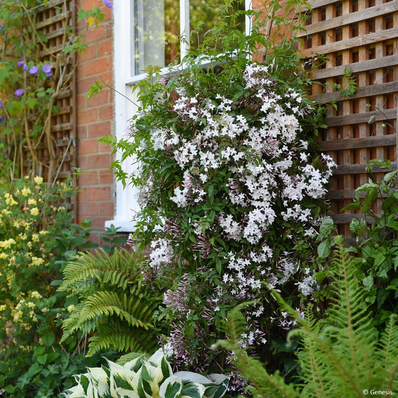 Jasminum Starry Night (Plant habit)