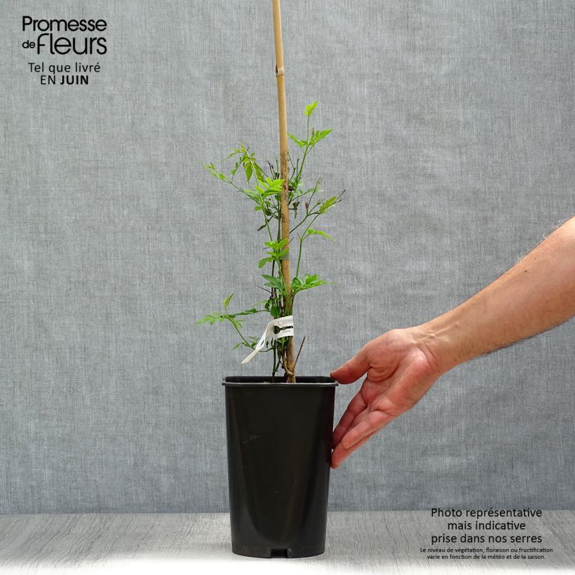 Jasminum grandiflorum - Spanish jasmine 2L/3L pot sample as delivered in summer